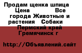 Продам щенка шпица.  › Цена ­ 15 000 - Все города Животные и растения » Собаки   . Пермский край,Гремячинск г.